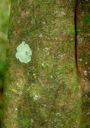  ( - BioBot01959)  @11 [ ] CreativeCommons - Attribution Non-Commercial Share-Alike (2010) Daniel H. Janzen Guanacaste Dry Forest Conservation Fund