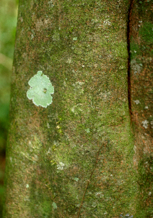  ( - BioBot01959)  @11 [ ] CreativeCommons - Attribution Non-Commercial Share-Alike (2010) Daniel H. Janzen Guanacaste Dry Forest Conservation Fund