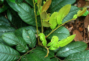  ( - BioBot01959)  @11 [ ] CreativeCommons - Attribution Non-Commercial Share-Alike (2010) Daniel H. Janzen Guanacaste Dry Forest Conservation Fund