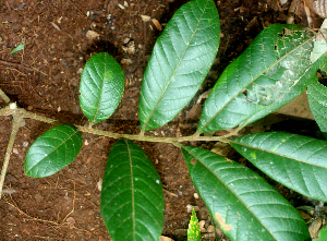  ( - BioBot01960)  @11 [ ] CreativeCommons - Attribution Non-Commercial Share-Alike (2010) Daniel H. Janzen Guanacaste Dry Forest Conservation Fund