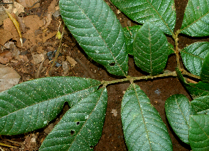  ( - BioBot01961)  @11 [ ] CreativeCommons - Attribution Non-Commercial Share-Alike (2010) Daniel H. Janzen Guanacaste Dry Forest Conservation Fund