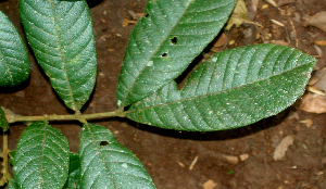  ( - BioBot01961)  @11 [ ] CreativeCommons - Attribution Non-Commercial Share-Alike (2010) Daniel H. Janzen Guanacaste Dry Forest Conservation Fund