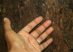  ( - BioBot01966)  @11 [ ] CreativeCommons - Attribution Non-Commercial Share-Alike (2010) Daniel H. Janzen Guanacaste Dry Forest Conservation Fund