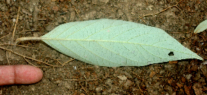  ( - BioBot01966)  @11 [ ] CreativeCommons - Attribution Non-Commercial Share-Alike (2010) Daniel H. Janzen Guanacaste Dry Forest Conservation Fund