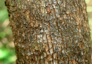  ( - BioBot01967)  @11 [ ] CreativeCommons - Attribution Non-Commercial Share-Alike (2010) Daniel H. Janzen Guanacaste Dry Forest Conservation Fund