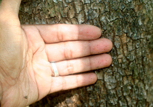  ( - BioBot01967)  @11 [ ] CreativeCommons - Attribution Non-Commercial Share-Alike (2010) Daniel H. Janzen Guanacaste Dry Forest Conservation Fund