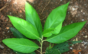  ( - BioBot01967)  @11 [ ] CreativeCommons - Attribution Non-Commercial Share-Alike (2010) Daniel H. Janzen Guanacaste Dry Forest Conservation Fund