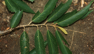  ( - BioBot01968)  @11 [ ] CreativeCommons - Attribution Non-Commercial Share-Alike (2010) Daniel H. Janzen Guanacaste Dry Forest Conservation Fund