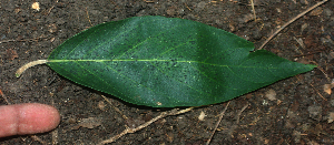  ( - BioBot01968)  @11 [ ] CreativeCommons - Attribution Non-Commercial Share-Alike (2010) Daniel H. Janzen Guanacaste Dry Forest Conservation Fund