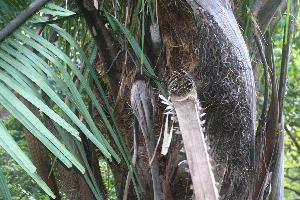 ( - BioBot01975)  @11 [ ] CreativeCommons - Attribution Non-Commercial Share-Alike (2010) Daniel H. Janzen Guanacaste Dry Forest Conservation Fund