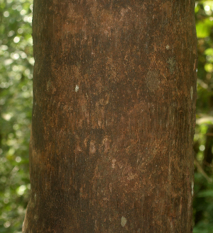  ( - BioBot01975)  @11 [ ] CreativeCommons - Attribution Non-Commercial Share-Alike (2010) Daniel H. Janzen Guanacaste Dry Forest Conservation Fund