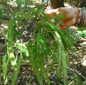  ( - BioBot01979)  @11 [ ] CreativeCommons - Attribution Non-Commercial Share-Alike (2010) Daniel H. Janzen Guanacaste Dry Forest Conservation Fund