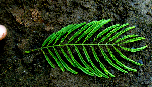  ( - BioBot01979)  @11 [ ] CreativeCommons - Attribution Non-Commercial Share-Alike (2010) Daniel H. Janzen Guanacaste Dry Forest Conservation Fund