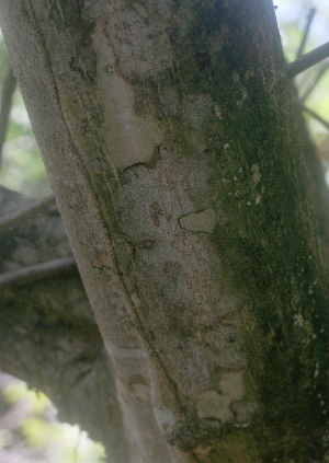  ( - BioBot01980)  @11 [ ] CreativeCommons - Attribution Non-Commercial Share-Alike (2010) Daniel H. Janzen Guanacaste Dry Forest Conservation Fund