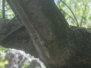  ( - BioBot01980)  @11 [ ] CreativeCommons - Attribution Non-Commercial Share-Alike (2010) Daniel H. Janzen Guanacaste Dry Forest Conservation Fund