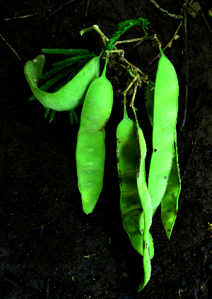  ( - BioBot01980)  @11 [ ] CreativeCommons - Attribution Non-Commercial Share-Alike (2010) Daniel H. Janzen Guanacaste Dry Forest Conservation Fund