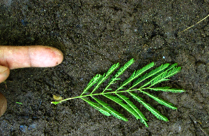  ( - BioBot01980)  @11 [ ] CreativeCommons - Attribution Non-Commercial Share-Alike (2010) Daniel H. Janzen Guanacaste Dry Forest Conservation Fund