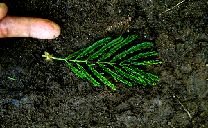  ( - BioBot01980)  @11 [ ] CreativeCommons - Attribution Non-Commercial Share-Alike (2010) Daniel H. Janzen Guanacaste Dry Forest Conservation Fund