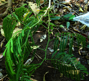  ( - BioBot01981)  @11 [ ] CreativeCommons - Attribution Non-Commercial Share-Alike (2010) Daniel H. Janzen Guanacaste Dry Forest Conservation Fund