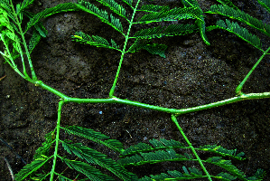  ( - BioBot01981)  @11 [ ] CreativeCommons - Attribution Non-Commercial Share-Alike (2010) Daniel H. Janzen Guanacaste Dry Forest Conservation Fund