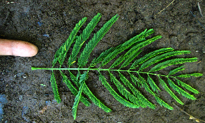  ( - BioBot01981)  @11 [ ] CreativeCommons - Attribution Non-Commercial Share-Alike (2010) Daniel H. Janzen Guanacaste Dry Forest Conservation Fund