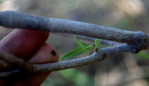  (Simsia santarosaensis - BioBot01982)  @11 [ ] CreativeCommons - Attribution Non-Commercial Share-Alike (2010) Daniel H. Janzen Guanacaste Dry Forest Conservation Fund