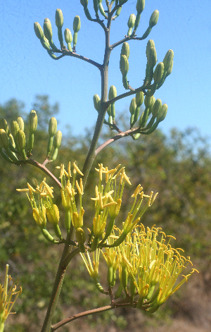  (Agave seemanniana - BioBot01988)  @11 [ ] CreativeCommons - Attribution Non-Commercial Share-Alike (2010) Daniel H. Janzen Guanacaste Dry Forest Conservation Fund