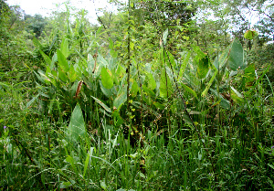  ( - BioBot02263)  @11 [ ] CreativeCommons - Attribution Non-Commercial Share-Alike (2010) Daniel H. Janzen Guanacaste Dry Forest Conservation Fund