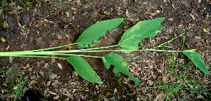  ( - BioBot02263)  @11 [ ] CreativeCommons - Attribution Non-Commercial Share-Alike (2010) Daniel H. Janzen Guanacaste Dry Forest Conservation Fund