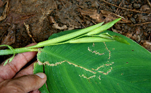  ( - BioBot02263)  @11 [ ] CreativeCommons - Attribution Non-Commercial Share-Alike (2010) Daniel H. Janzen Guanacaste Dry Forest Conservation Fund