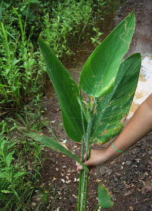  ( - BioBot02264)  @11 [ ] CreativeCommons - Attribution Non-Commercial Share-Alike (2010) Daniel H. Janzen Guanacaste Dry Forest Conservation Fund