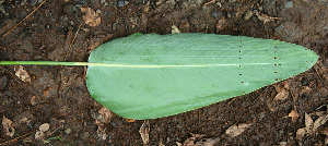  ( - BioBot02264)  @11 [ ] CreativeCommons - Attribution Non-Commercial Share-Alike (2010) Daniel H. Janzen Guanacaste Dry Forest Conservation Fund