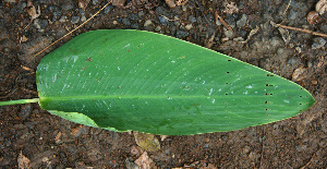  ( - BioBot02264)  @11 [ ] CreativeCommons - Attribution Non-Commercial Share-Alike (2010) Daniel H. Janzen Guanacaste Dry Forest Conservation Fund