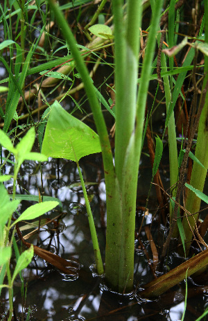  (Thalia geniculata - BioBot02265)  @11 [ ] CreativeCommons - Attribution Non-Commercial Share-Alike (2010) Daniel H. Janzen Guanacaste Dry Forest Conservation Fund