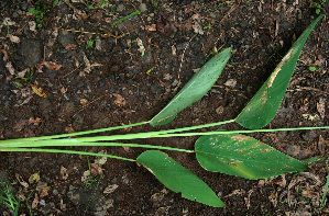  ( - BioBot02265)  @11 [ ] CreativeCommons - Attribution Non-Commercial Share-Alike (2010) Daniel H. Janzen Guanacaste Dry Forest Conservation Fund