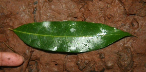  ( - BioBot02288)  @11 [ ] CreativeCommons - Attribution Non-Commercial Share-Alike (2010) Daniel H. Janzen Guanacaste Dry Forest Conservation Fund