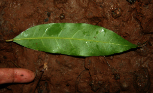  ( - BioBot02288)  @11 [ ] CreativeCommons - Attribution Non-Commercial Share-Alike (2010) Daniel H. Janzen Guanacaste Dry Forest Conservation Fund