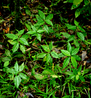  (Psychotria pittieri - BioBot02299)  @11 [ ] CreativeCommons - Attribution Non-Commercial Share-Alike (2010) Daniel H. Janzen Guanacaste Dry Forest Conservation Fund