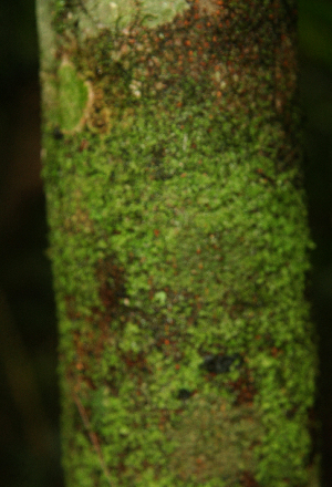  ( - BioBot02313)  @11 [ ] CreativeCommons - Attribution Non-Commercial Share-Alike (2010) Daniel H. Janzen Guanacaste Dry Forest Conservation Fund