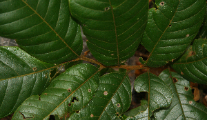  ( - BioBot02313)  @11 [ ] CreativeCommons - Attribution Non-Commercial Share-Alike (2010) Daniel H. Janzen Guanacaste Dry Forest Conservation Fund