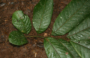  ( - BioBot02313)  @11 [ ] CreativeCommons - Attribution Non-Commercial Share-Alike (2010) Daniel H. Janzen Guanacaste Dry Forest Conservation Fund