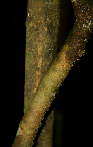  ( - BioBot02316)  @11 [ ] CreativeCommons - Attribution Non-Commercial Share-Alike (2010) Daniel H. Janzen Guanacaste Dry Forest Conservation Fund