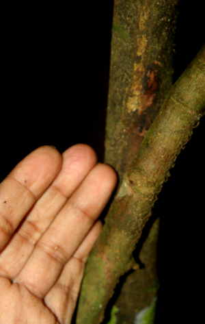  ( - BioBot02316)  @11 [ ] CreativeCommons - Attribution Non-Commercial Share-Alike (2010) Daniel H. Janzen Guanacaste Dry Forest Conservation Fund