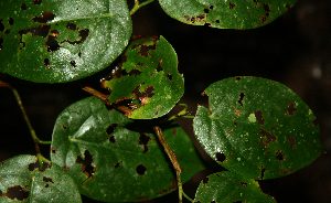  ( - BioBot02316)  @11 [ ] CreativeCommons - Attribution Non-Commercial Share-Alike (2010) Daniel H. Janzen Guanacaste Dry Forest Conservation Fund