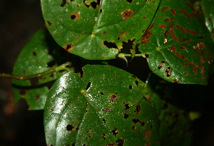  ( - BioBot02316)  @11 [ ] CreativeCommons - Attribution Non-Commercial Share-Alike (2010) Daniel H. Janzen Guanacaste Dry Forest Conservation Fund