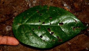  ( - BioBot02316)  @11 [ ] CreativeCommons - Attribution Non-Commercial Share-Alike (2010) Daniel H. Janzen Guanacaste Dry Forest Conservation Fund