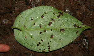  ( - BioBot02316)  @11 [ ] CreativeCommons - Attribution Non-Commercial Share-Alike (2010) Daniel H. Janzen Guanacaste Dry Forest Conservation Fund