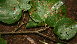  ( - BioBot02317)  @11 [ ] CreativeCommons - Attribution Non-Commercial Share-Alike (2010) Daniel H. Janzen Guanacaste Dry Forest Conservation Fund