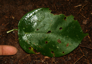  ( - BioBot02317)  @11 [ ] CreativeCommons - Attribution Non-Commercial Share-Alike (2010) Daniel H. Janzen Guanacaste Dry Forest Conservation Fund