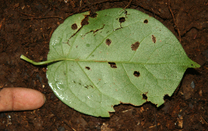  ( - BioBot02317)  @11 [ ] CreativeCommons - Attribution Non-Commercial Share-Alike (2010) Daniel H. Janzen Guanacaste Dry Forest Conservation Fund